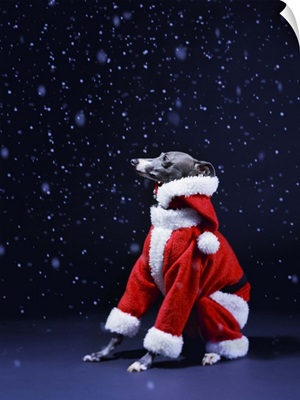 Italian greyhound wearing a Santa Claus suit