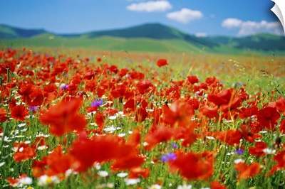 Italy, Umbria, Monti Sibillini National Park, Castellucchio, Flowering meadow