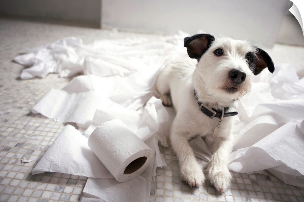Photograph of a jack Russell terrier laying on a bathroom floor surrounded by toilet paper.