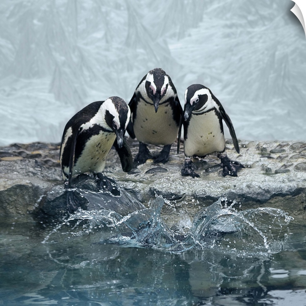 Penguins overlooking water before diving all together.