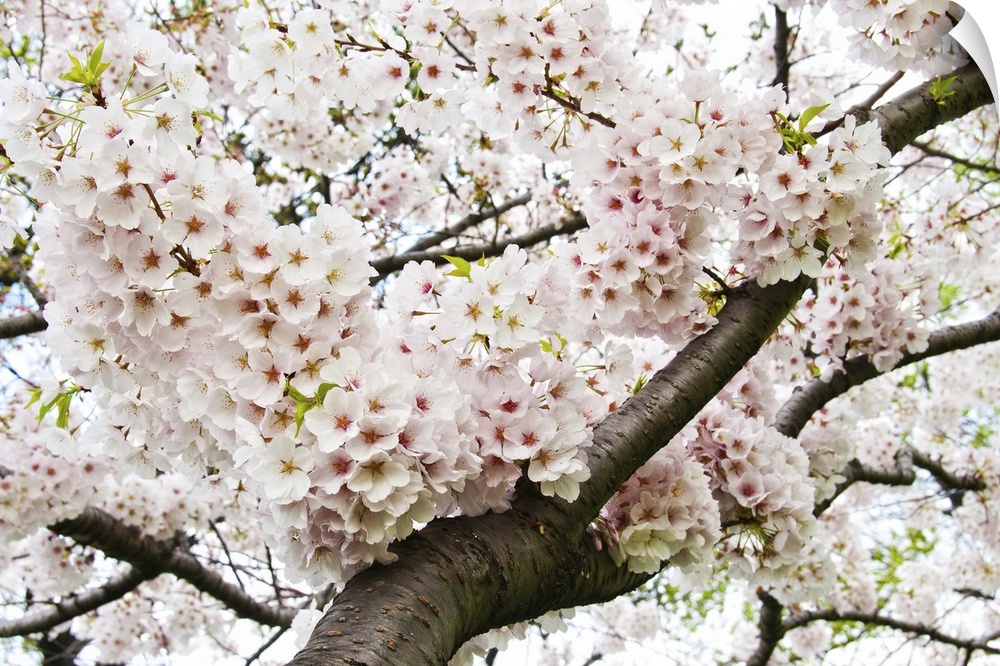 Bunches of Japanese cherry blossoms hanging over the branch of the tree.