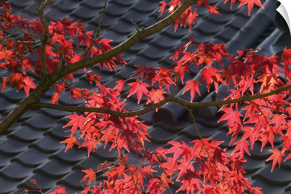 Japanese maple and roof detail of Ayu No Chaiya Tea House, Kyoto, Honshu, Japan