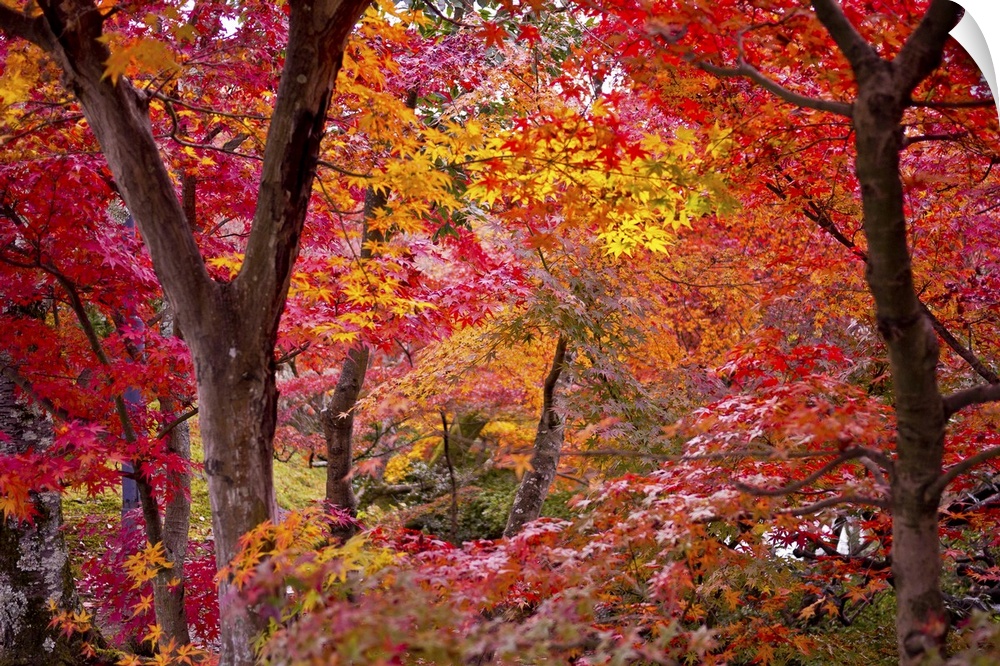 Oversized landscape photograph of Japanese maple trees with brightly colored fall leaves.