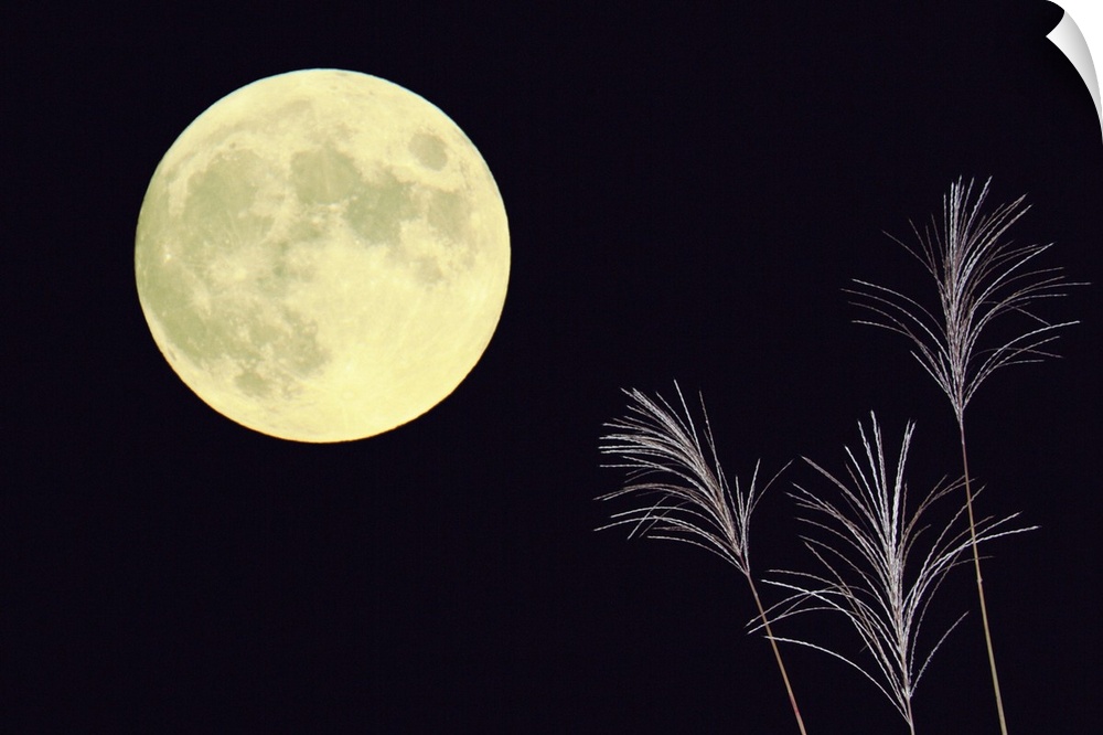 Japanese pampas grass and the moon