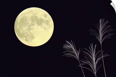 Japanese pampas grass and the moon