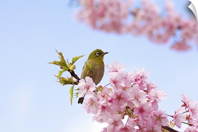 Japanese white eye bird on cherry blossom with blue sky.