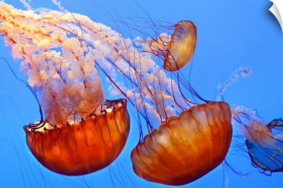 Jelly fish at Monterey Aquarium, California.