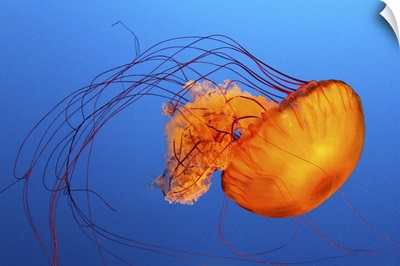 Jellyfish at Vancouver Aquarium.