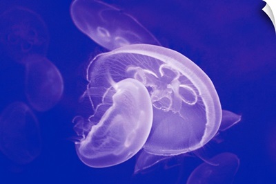 Jellyfishes in Genova Aquarium, Italy.