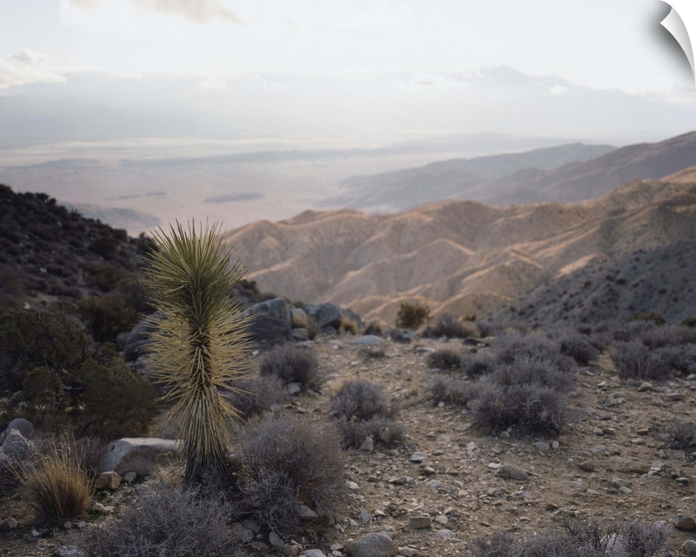 Joshua Tree and Horizon