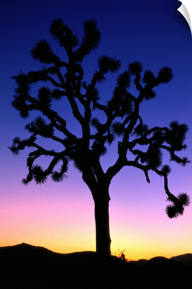Joshua Tree (Yucca brevifolia) at sunset, Joshua Tree NP, California
