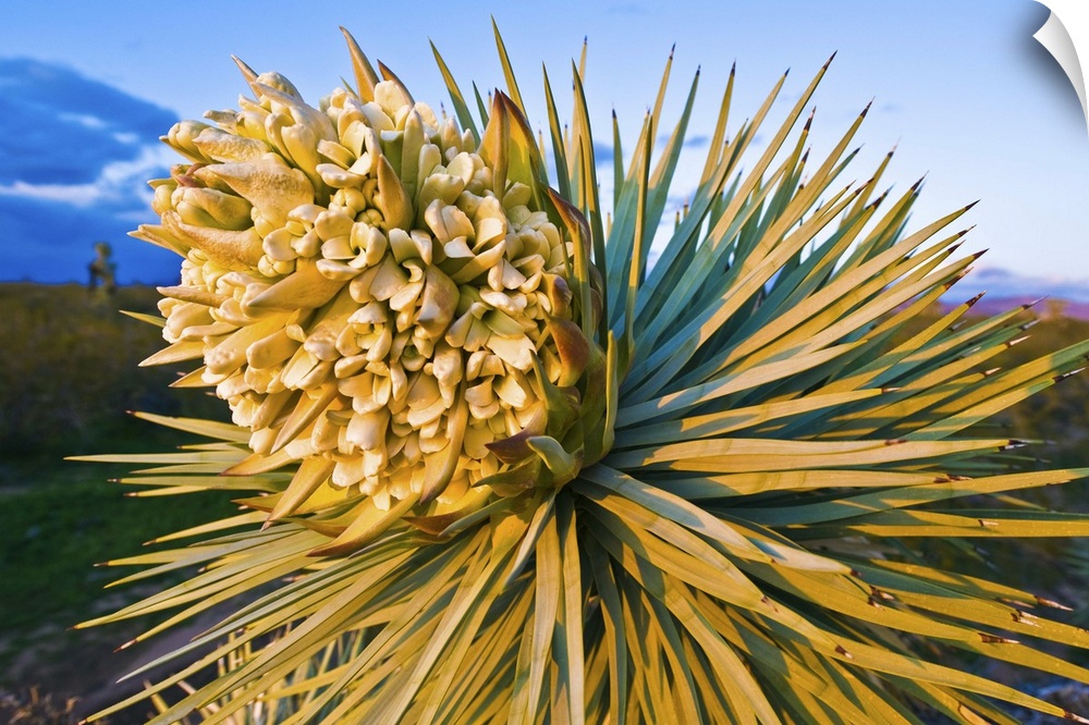 Yucca brevifolia is a plant species belonging to the genus Yucca in the family Agavaceae. It is tree-like in habit, which ...