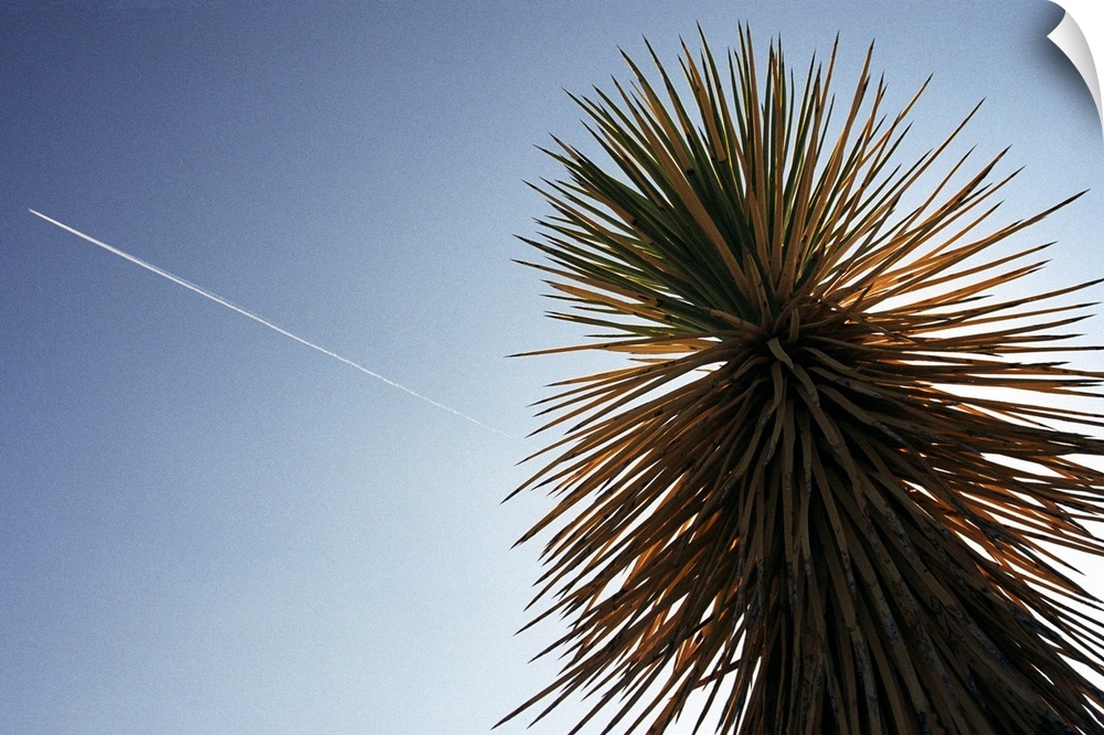 A plane flies over a cactus in Joshua Tree National Park in Southern California.
