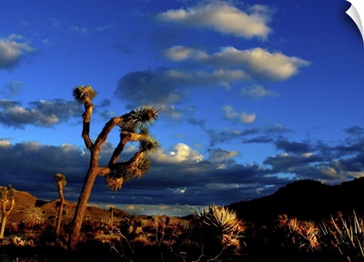 Joshua Tree End of Day