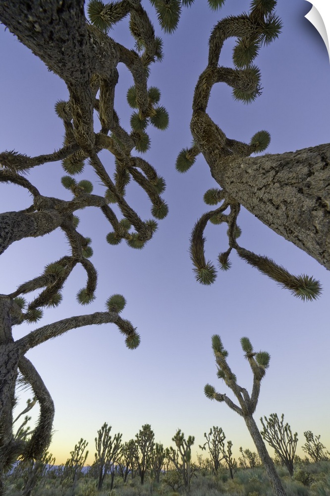 Joshua tree (Yucca brevifolia) forest on mountain slope in desert, fall morning, Desert National Wildlife Refuge, Nevada