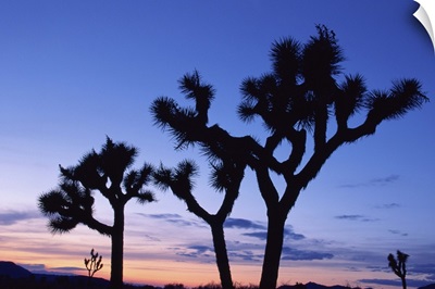 Joshua Tree National Park at sunset, California