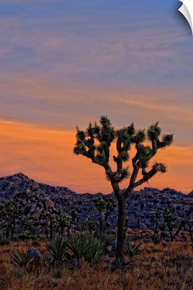 A dawn shot of the Joshua trees and Yucca and rocky hills against an orange sky before the sun rose above the horizon. Jos...