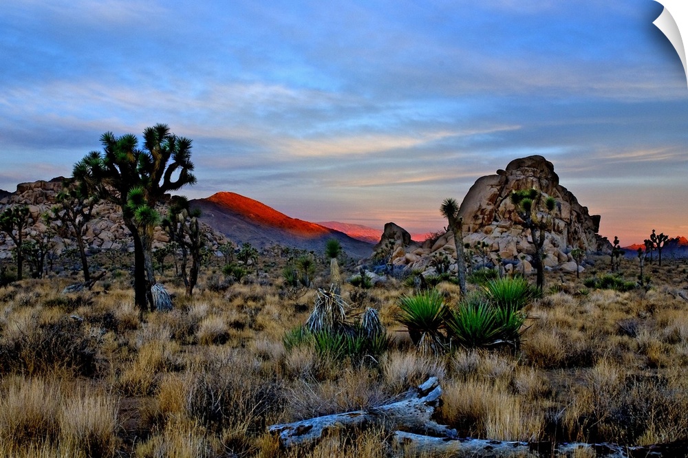 A view to the west as the sun rises over the Mojave Desert with the alpenglow on the distant hills. A tall Joshua tree sta...
