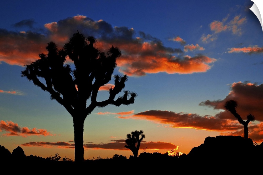 A silhouetted Joshua tree and the setting December sun.Joshua Tree National Park, California.