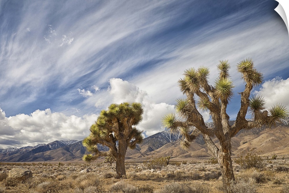Two Joshua Trees in desert, with clouds over mountains in Eastern Sierra, Owens Valley, CA.