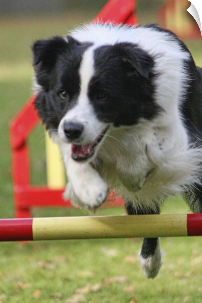 Jumping border collie during trial