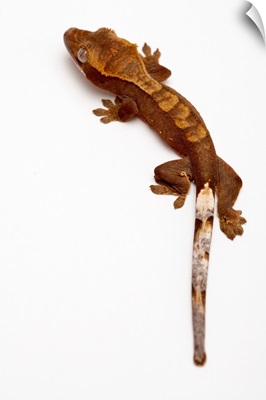 Juvenile crested gecko lizard crawling