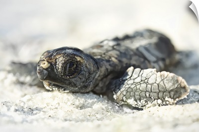 Juvenile sea turtle makes its way down to shoreline.