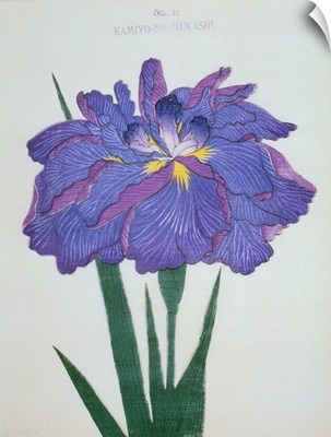 Kamiyo-No Mukashi Book Illustration Of A Blue And Purple Iris