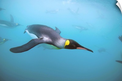 King Penguins Underwater