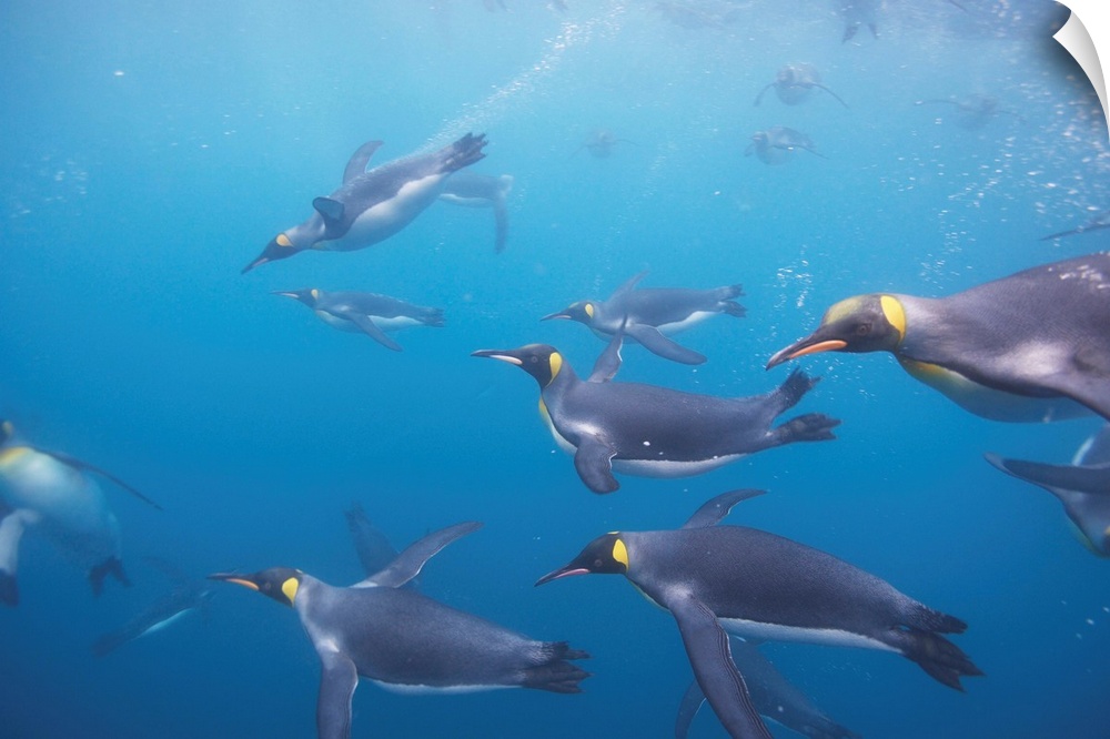 King Penguins (Aptenodytes patagonicus) underwater in Right Whale Bay, South Georgia Island, Antarctica. Photograph by Pau...