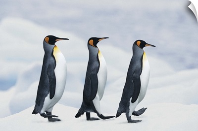 King Penguins walking in single file