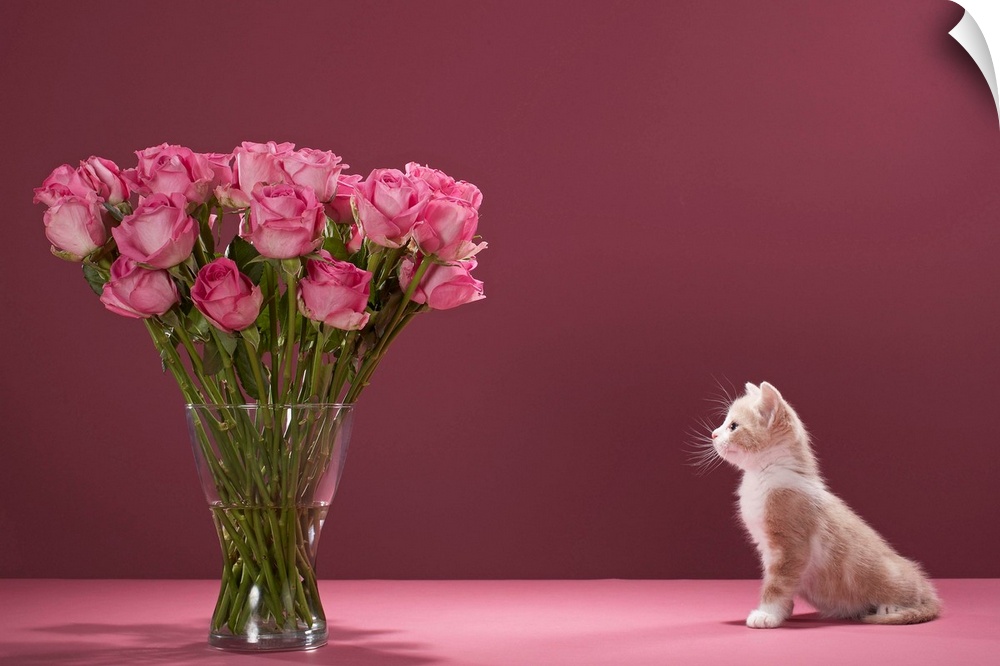 Kitten looking at vase of roses