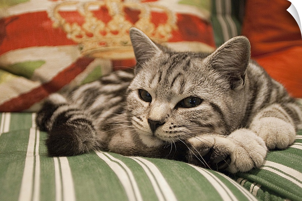 Kitten lying on striped couch with union jack cushion in background, Sutton Coldfield, West Midlands, England.