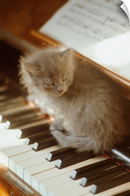 Kitten sitting on piano keyboard, close-up