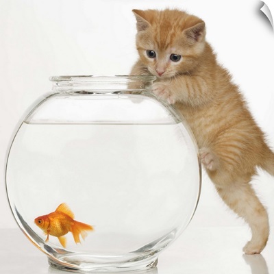 Kitten trying to get a goldfish from the bowl