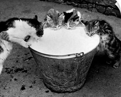 Kittens Slurping From A Pail Of Milk