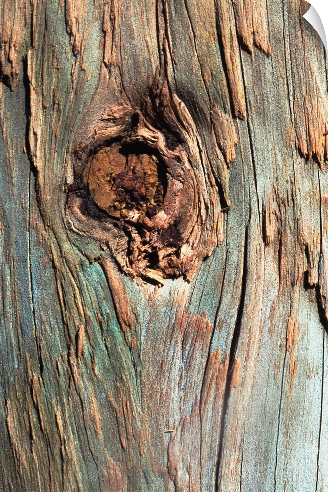 Knot in tree bark
