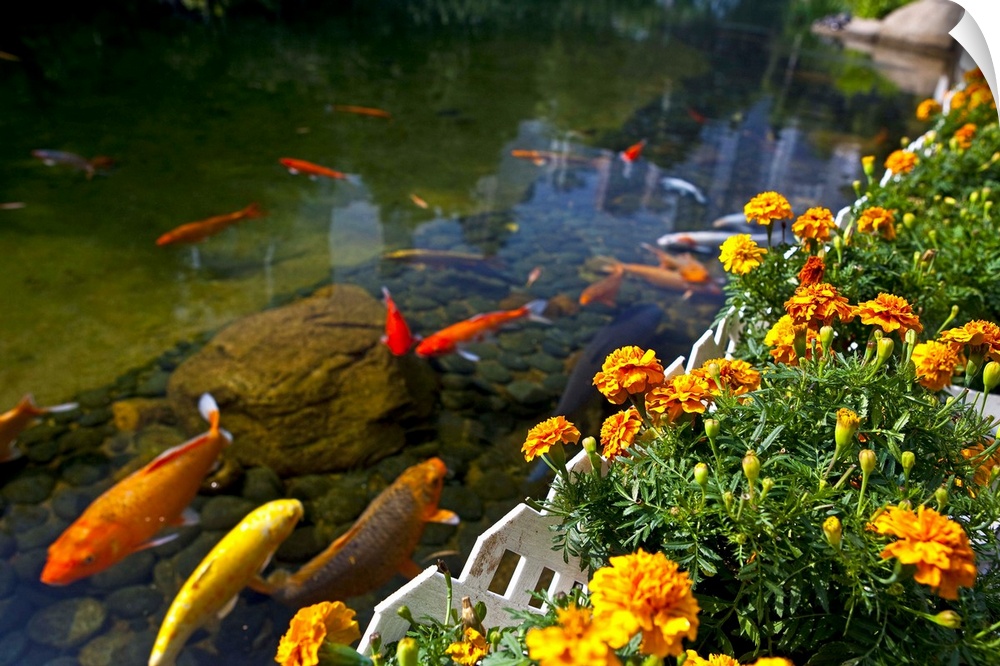 Koi fish swimming by flower garden