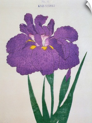 Kyo-Nishiki Book Illustration Of A Purple Iris