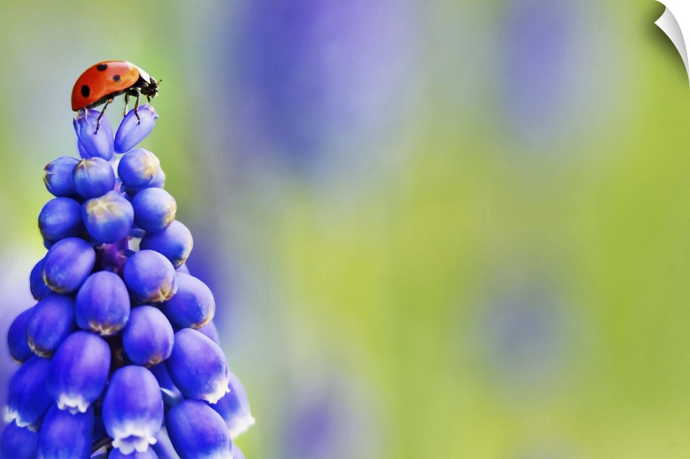 A Ladybird captured in an extraordinary position on top of a Grape Hyacinth Muscari purple flower as if looking out into t...