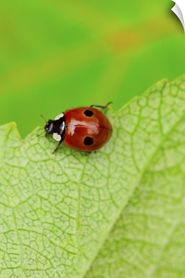 Ladybird walking across a leaf
