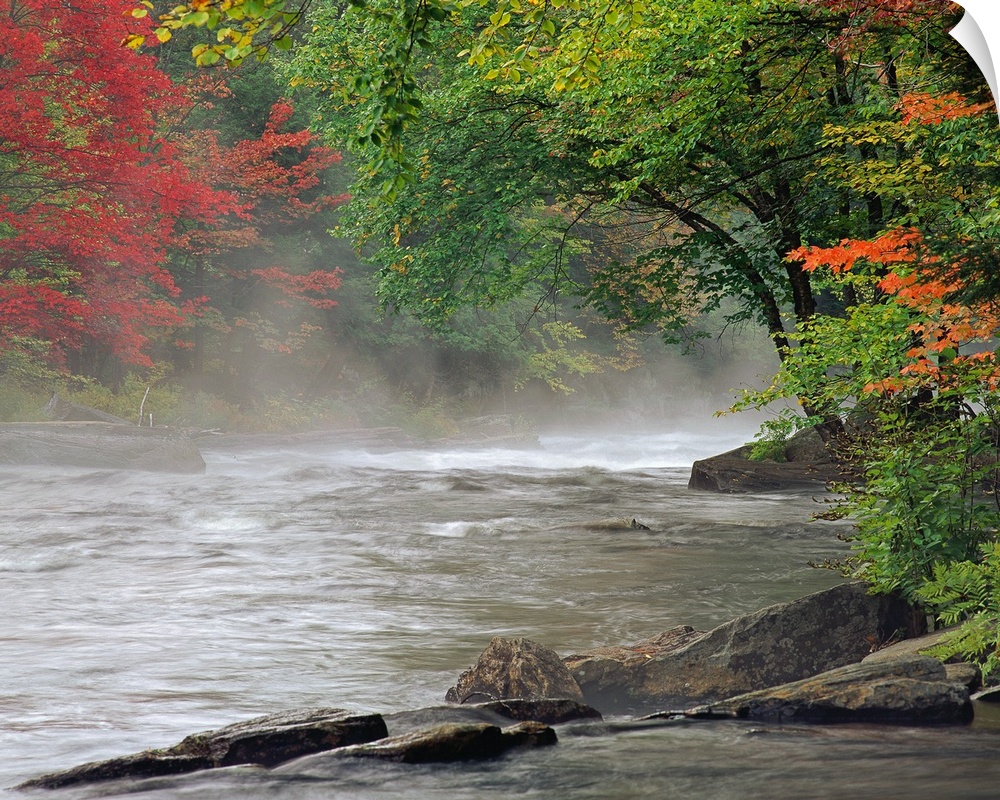 Fall colored trees line a stream of rushing water with a thin layer of fog just above it.