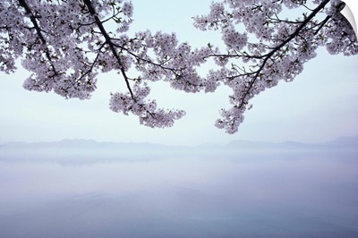 Lake Tazawa And Cherry Blossoms
