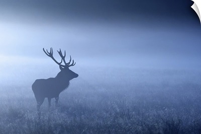 Large adult red deer stag standing in night mist, UK.