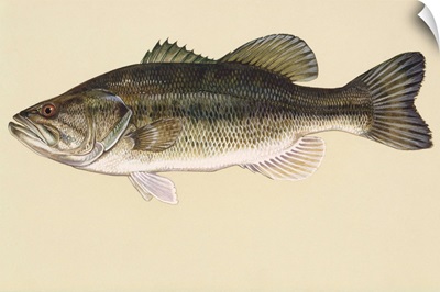 Largemouth Bass