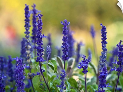 Late summer garden filled with violet colored Salvia flowers.