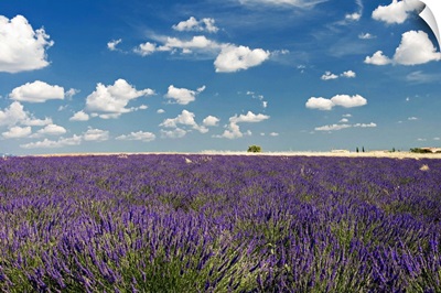 Lavender field against blue sky.
