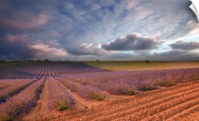 Lavender field at sunset, Valensole, France