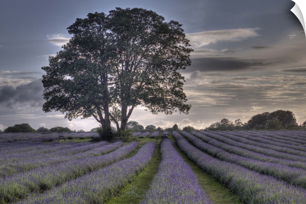 Surrey Lavender field, Mayfield Farm in July in glorious purple with setting sun