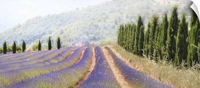 Lavender fields, France.
